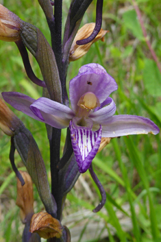 Violet Bird's-nest Orchid