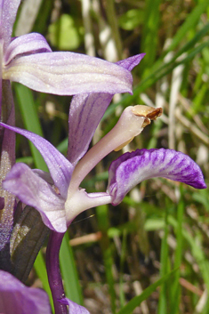 Violet Bird's-nest Orchid