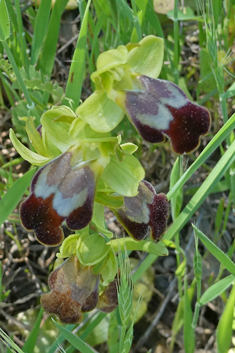 Ashy Bee Orchid