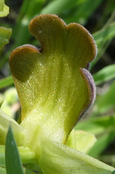 Ashy Bee Orchid