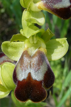 Ashy Bee Orchid