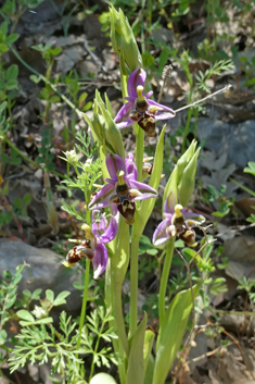 Tiny Woodcock Orchid