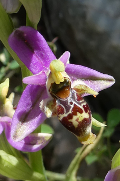 Tiny Woodcock Orchid