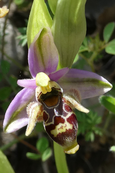 Tiny Woodcock Orchid