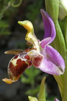 Tiny Woodcock Orchid