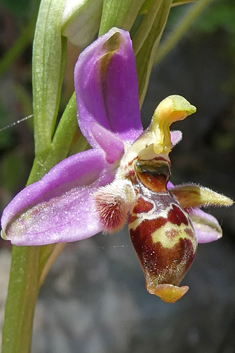 Tiny Woodcock Orchid