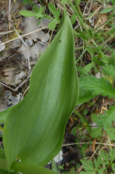 White Helleborine