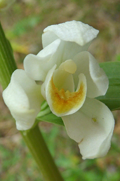 White Helleborine