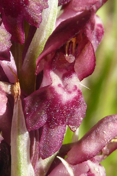 Bug Orchid