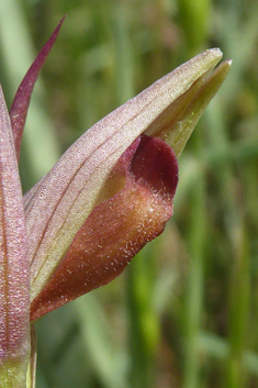 Small-flowered Tongue Orchid