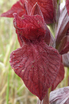 Heart-flowered Tongue Orchid