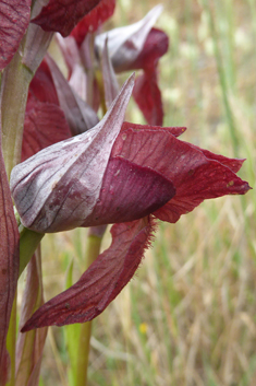 Heart-flowered Tongue Orchid