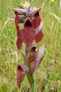 Heart-flowered Tongue Orchid