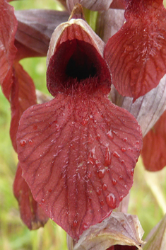 Heart-flowered Tongue Orchid