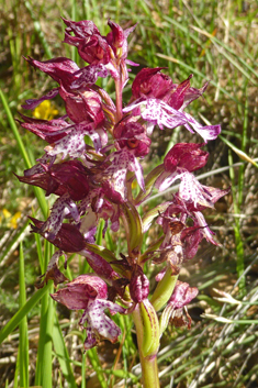 Lady Orchid