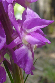 Early Purple Orchid