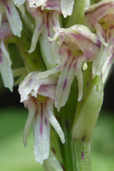 Dense-flowered Orchid