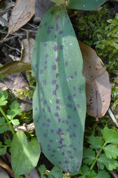 Dense-flowered Orchid