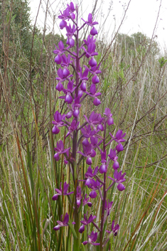 Loose-flowered Orchid