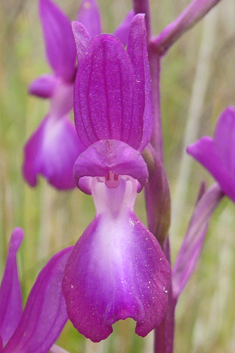 Loose-flowered Orchid