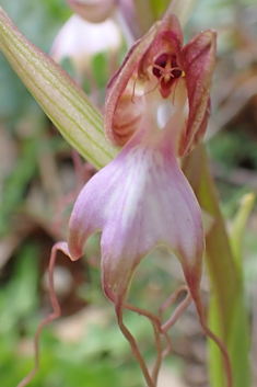 Compère's Orchid