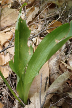 Greater Butterfly Orchid