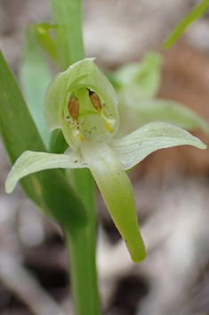 Greater Butterfly Orchid