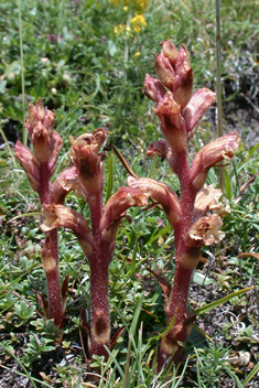 Thyme Broomrape