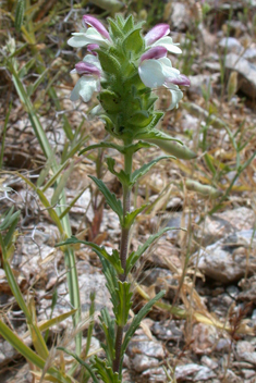 Trixago Bartsia