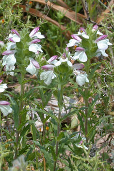 Trixago Bartsia