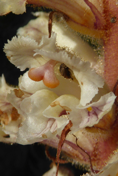 Bean Broomrape