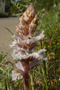 Bean Broomrape