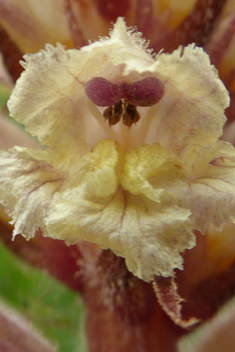 Bean Broomrape