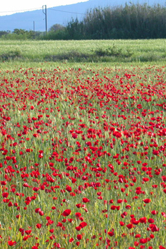 Common Poppy