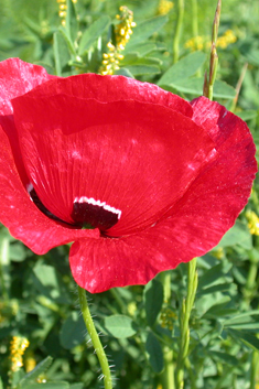 Common Poppy