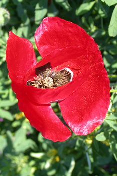 Common Poppy