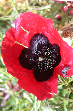 Virchov's Poppy