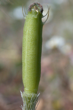 Virchov's Poppy