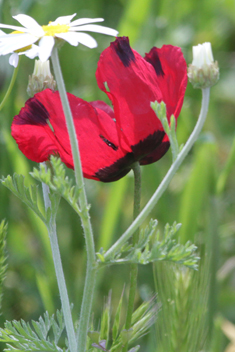 Virchov's Poppy