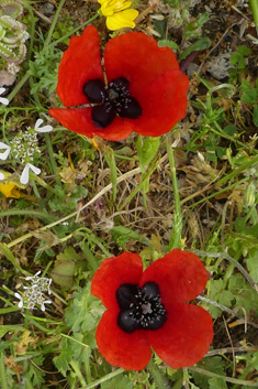 Virchov's Poppy