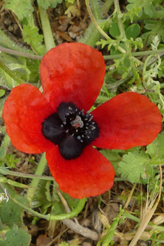 Virchov's Poppy