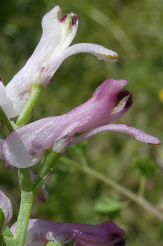 Large-fruited Fumitory