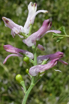 Large-fruited Fumitory