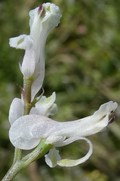 Large-fruited Fumitory