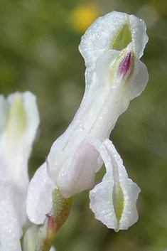 Large-fruited Fumitory