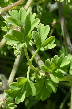 Large-fruited Fumitory