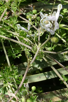 Large-fruited Fumitory