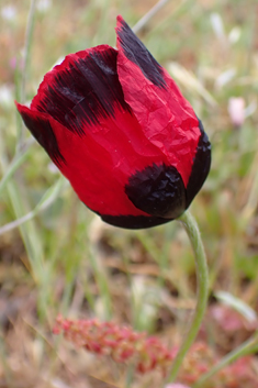 Virchov's Poppy