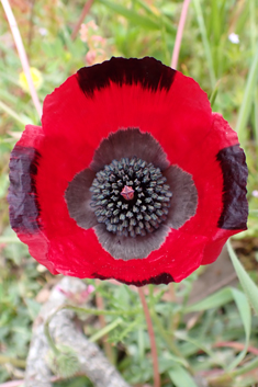 Virchov's Poppy