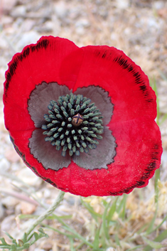 Virchov's Poppy